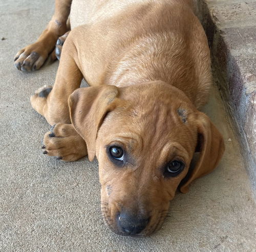 Penny