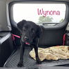 Wynona