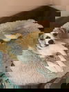 Macey