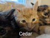 CEDAR