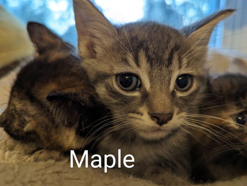 MAPLE kna Tigie