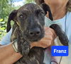 Franz now Bo