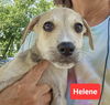 Helene - now Olive