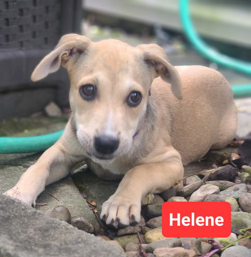 Helene - now Olive