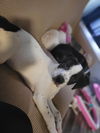 Harvey