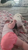 Harvey