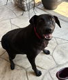 Pepper