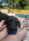 Pepper