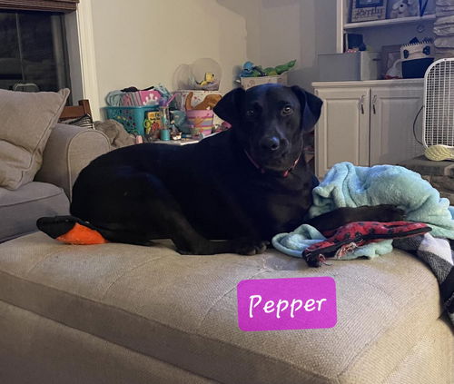 Pepper