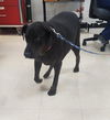 Pepper