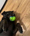 Pepper