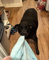 Pepper