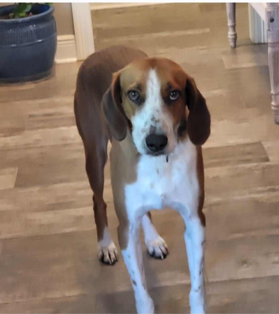Dog for Adoption Bobby Beautiful Boy!, a Hound in Mercerville Hamilton Square, NJ Alpha Paw