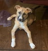 Sadie Sue