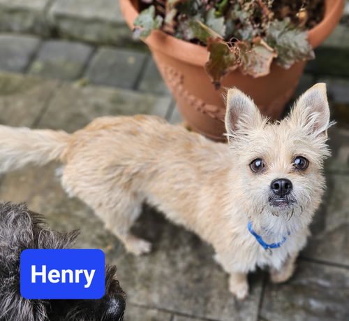 Henry