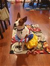 Sissy - Cattle dog in costume!