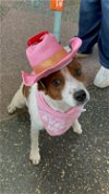 Sissy - Cattle dog in costume!