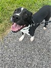 adoptable Dog in  named Danny - Oh Danny Boy!