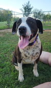 adoptable Dog in Lafayette, LA named Vivian - Very cute!