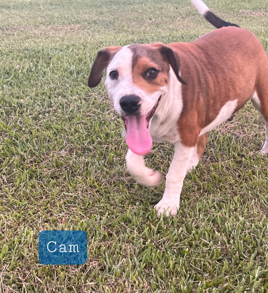 Dog for Adoption - Cam- Cute boy!, a American Pit Bull Terrier in Ocean County, NJ | Alpha Paw