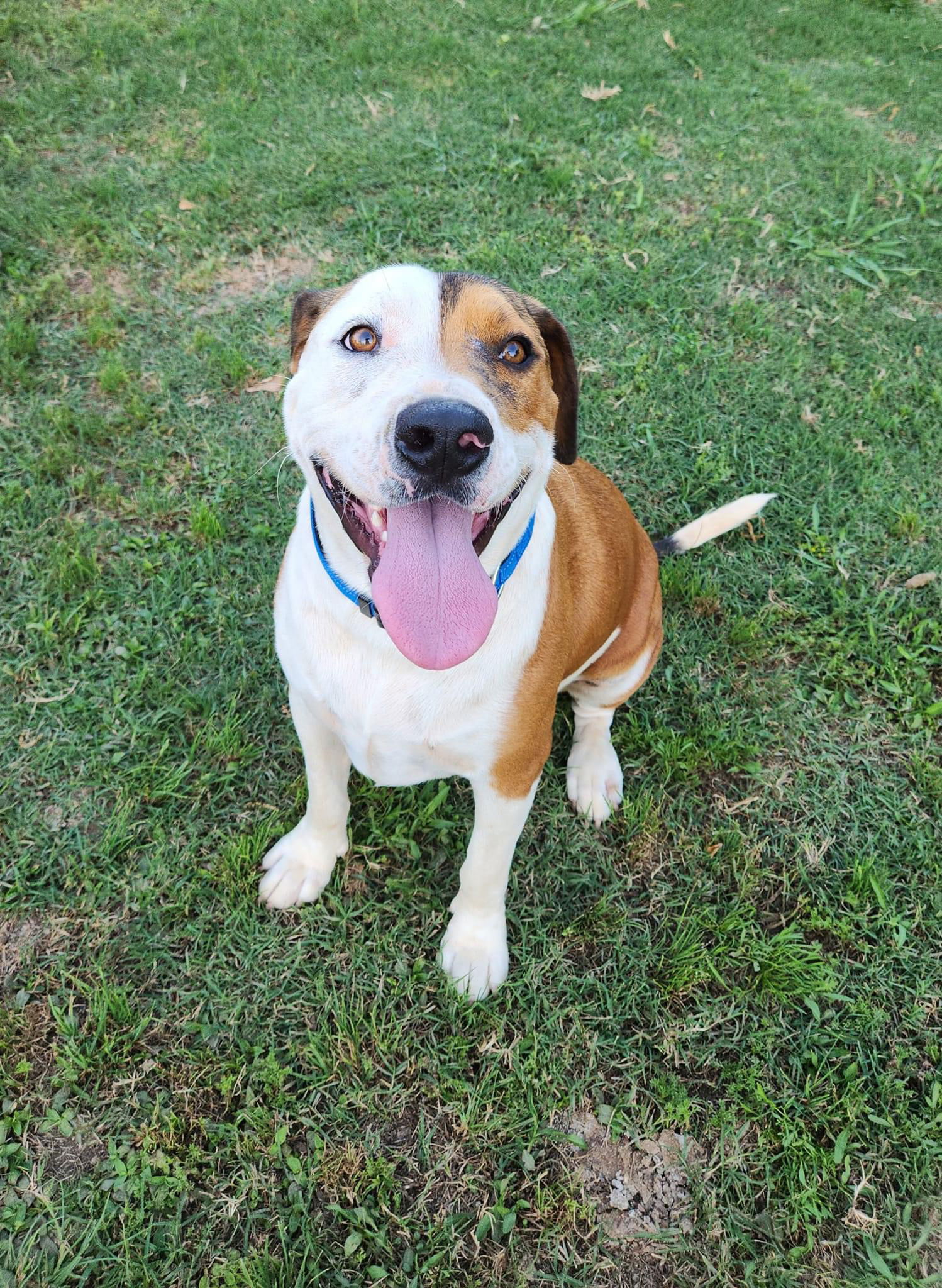 adoptable Dog in Lafayette, LA named Cam- Cute boy!