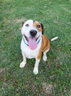 adoptable Dog in , LA named Cam- Cute boy!