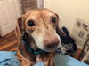 Gertie