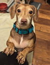 Gertie