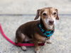 Gertie