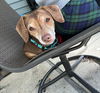 Gertie