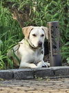 adoptable Dog in Oakhurst, NJ named Toby - Totally Pawsome!