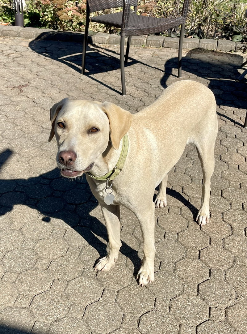Toby – Totally Pawsome!