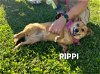 Pippi - Available!