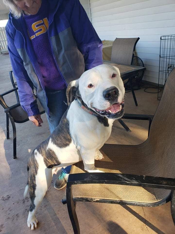 adoptable Dog in Lafayette, LA named Mindy Mae - Supersized!