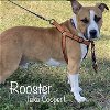 adoptable Dog in lafayette, LA named Abraham Rooster - Admiral Pup!