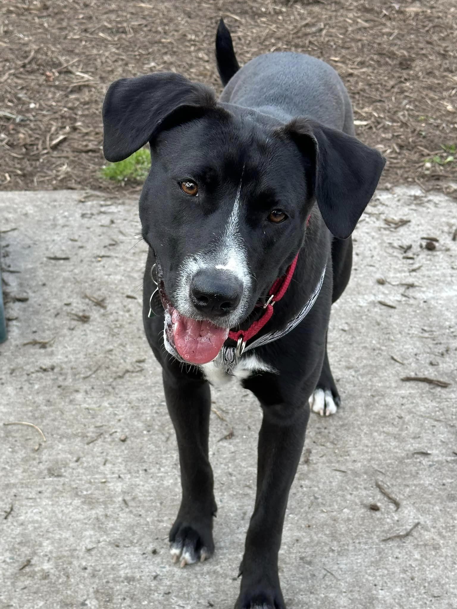 adoptable Dog in Oakhurst, NJ named Lexi - What a beauty!