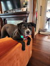 Angelica - Foster Needed ASAP!