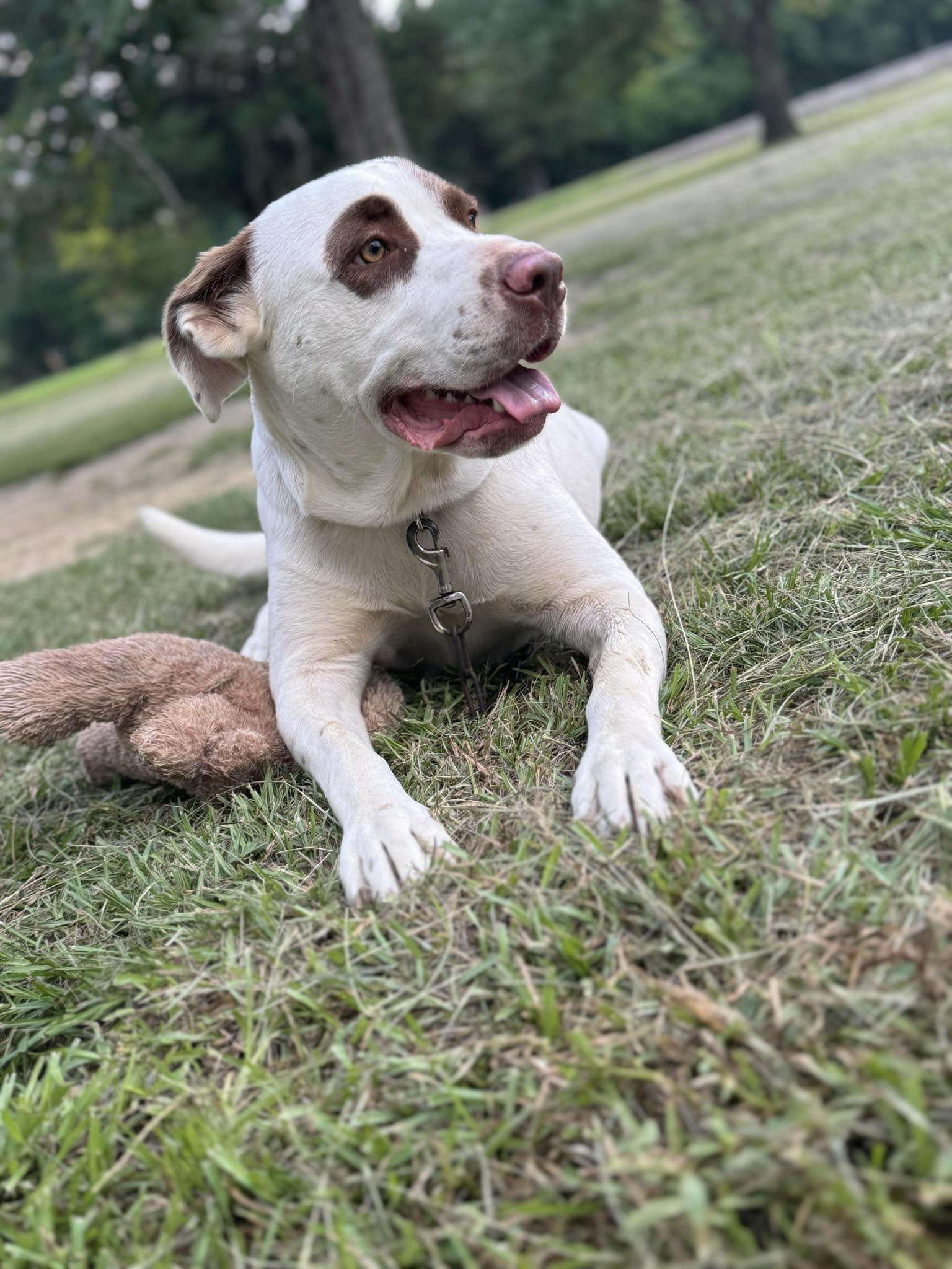 adoptable Dog in Lafayette, LA named Sky - Sweet girl!