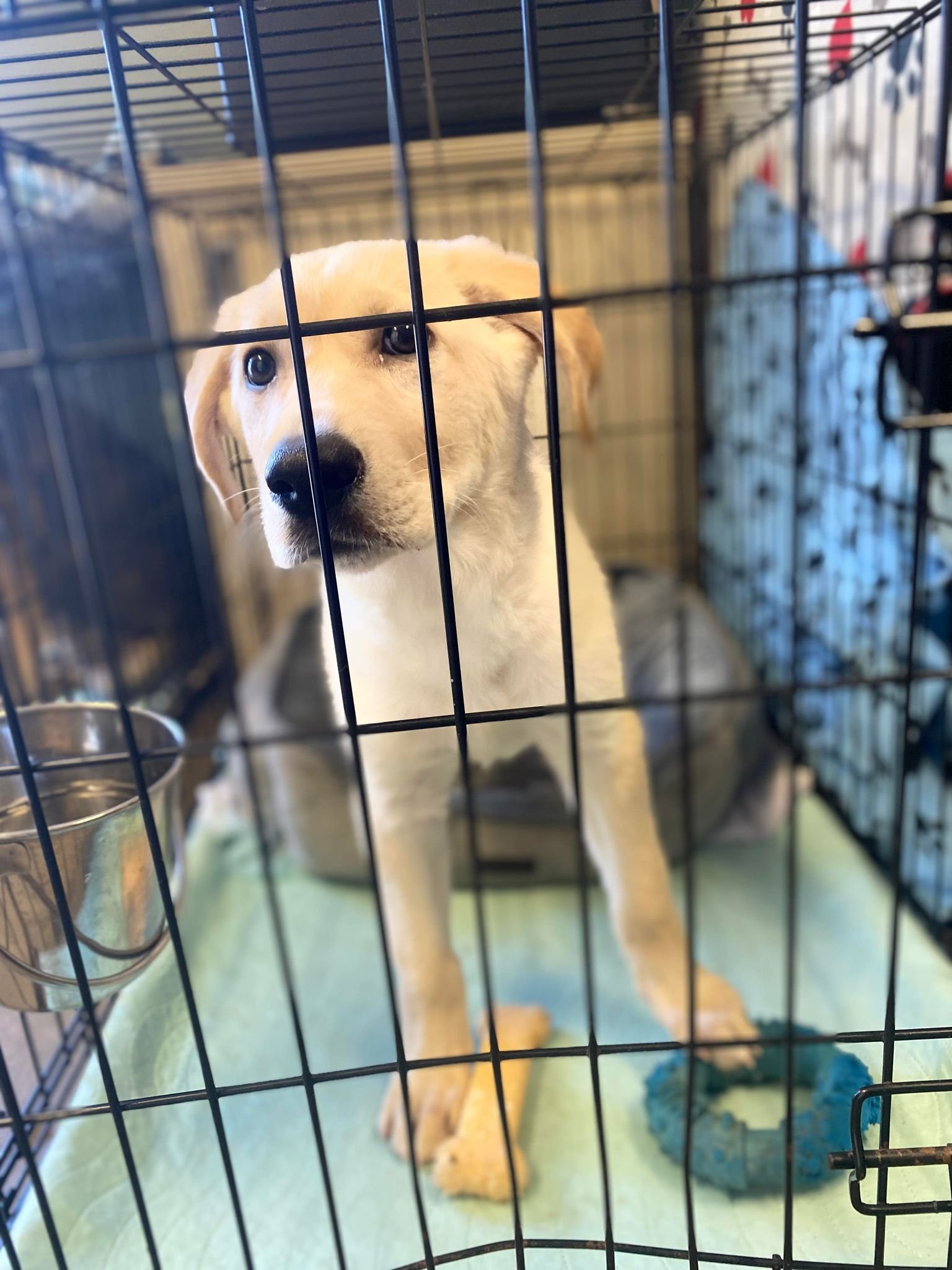 Dog for Adoption - Dolly (Yellow Lab pup) - Darling Pup!, a Labrador ...