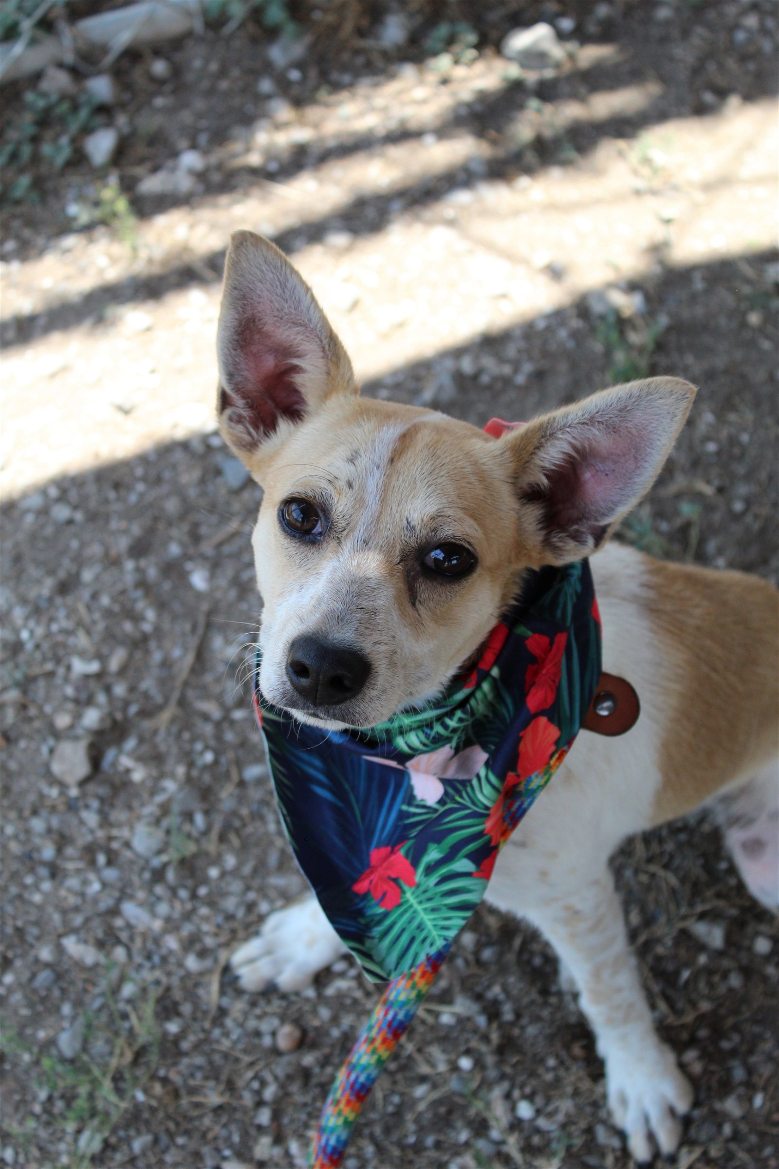 adoptable Dog in Lafayette, LA named Jeno - Jolly boy!