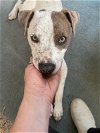 adoptable Dog in lafayette, LA named Atlas - Awesome Boy!