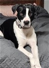 adoptable Dog in  named Roscoe - Real Handsome!