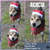 Acacia - Adoption Pending!