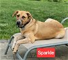 adoptable Dog in red bank, NJ named Sparkle - A Ray of Sunshine!