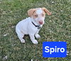 Spiro now Hudson