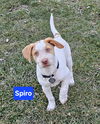 Spiro now Hudson