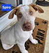 Spiro now Hudson
