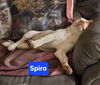 Spiro now Hudson