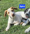 Spiro now Hudson