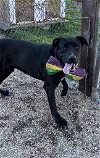 adoptable Dog in lafayette, LA named Aries - A whole lot of love!
